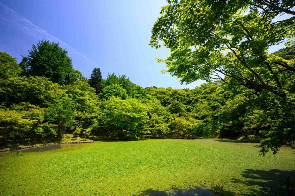 a clean and green natural area on a bright sunny day