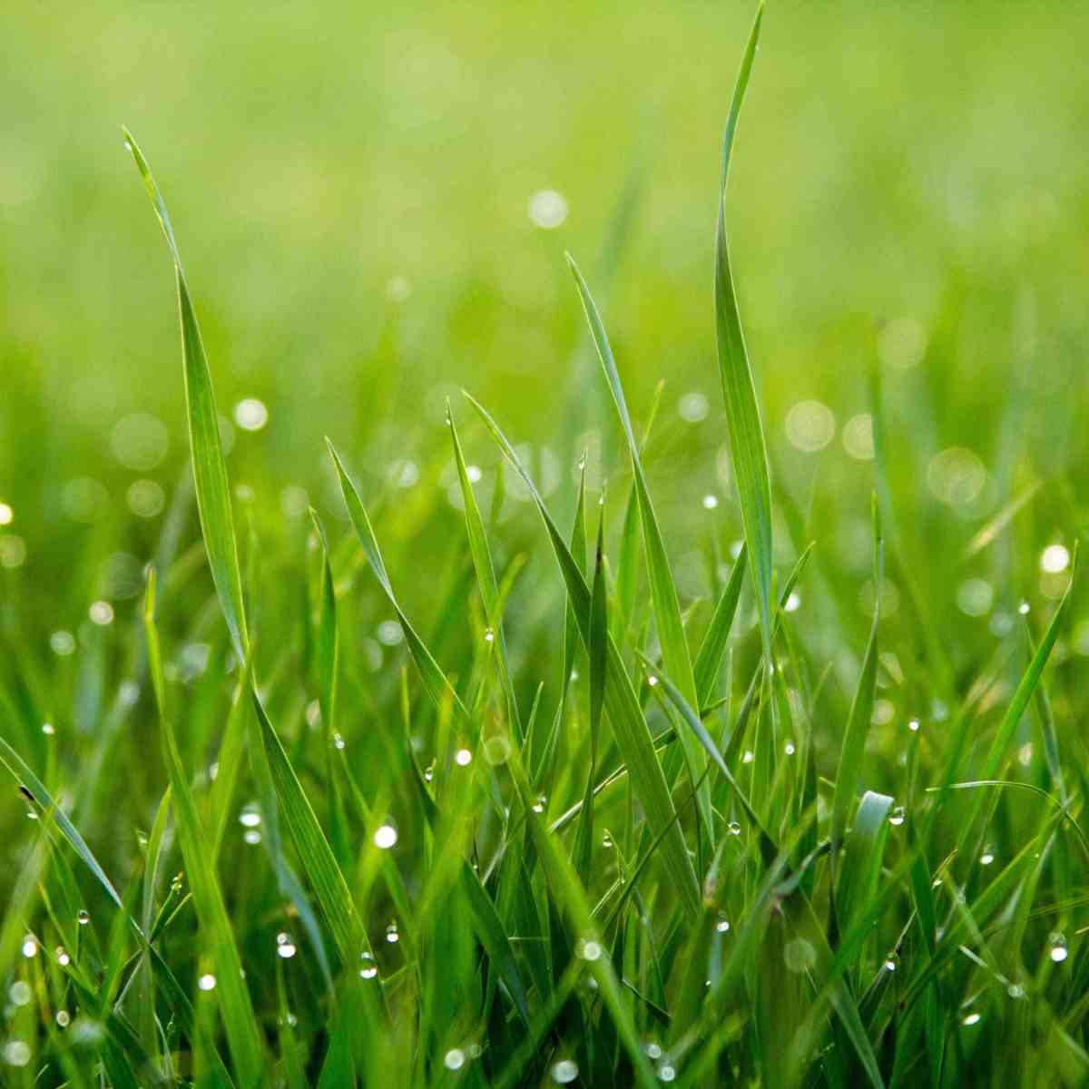 green grass in the sun